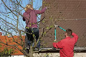Auf dem Baum...