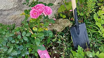 der neue Rosenstock