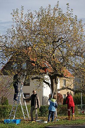 Was die vielen Pflücker zuvor und die Herbststürme übriggelassen haben - späte Äpfel.