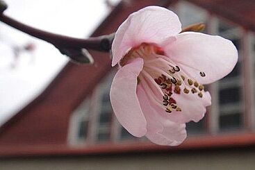 ...und die Baumblüte zeigt schon erste Frühlingserfolge.
