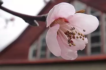 ...und die Baumblüte zeigt schon erste Frühlingserfolge.