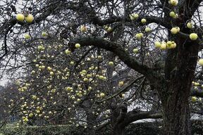 Das ist ein Teil des Restes der Apfelernte 2011 (bevor wir zur Tat schritten)...