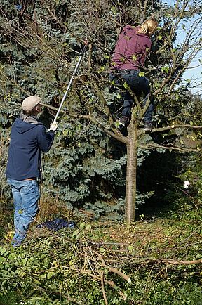 Ritt in der Krone. (An gehobener Position)