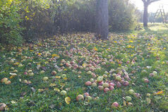 Eine gigantische Apfelernte war in diesem Jahr herangewachsen.  Der heutige Einsatz war nicht der erste...